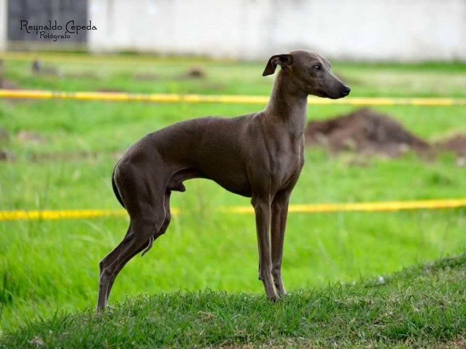 House Of Hounds Gvido Lombardi 1
