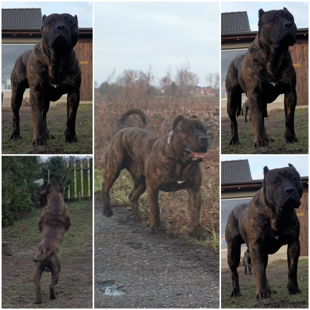 OSO DE CRISDOCO 1