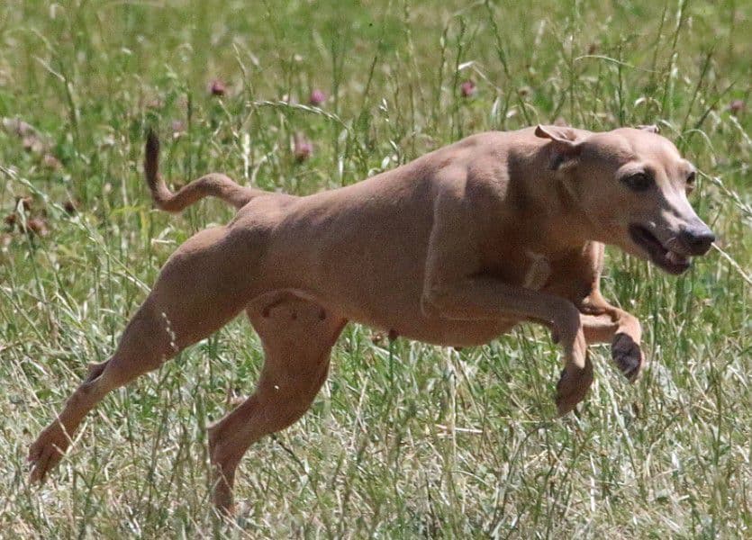 Meryla Feritte Bugsy 1