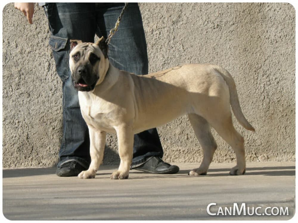 FADA DE CANMUC 1