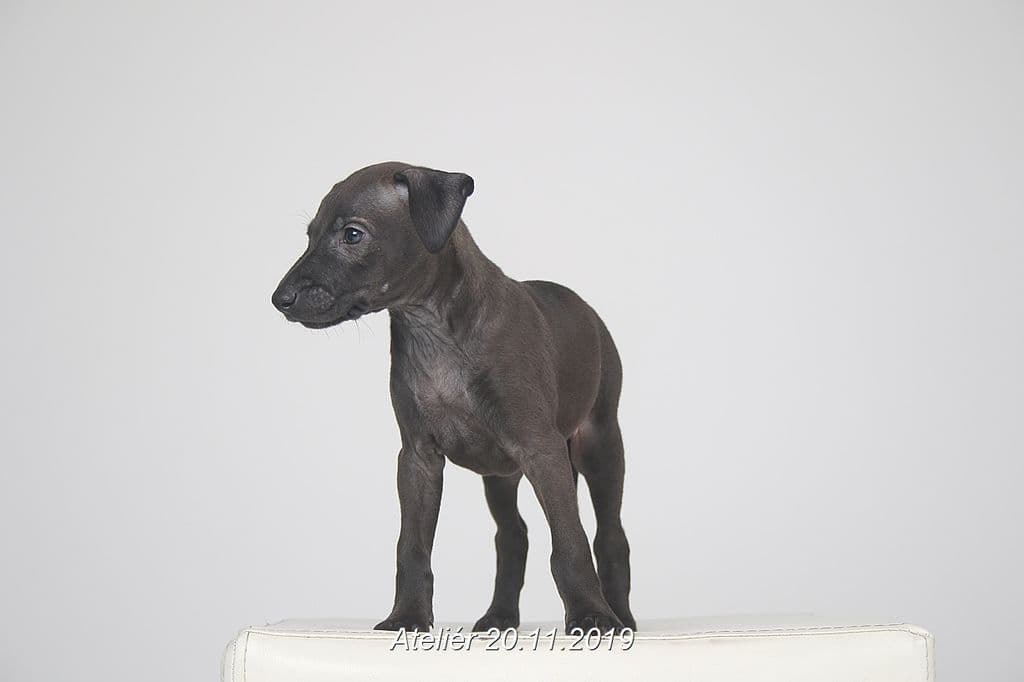 Weshle Feritte Bugsy 1