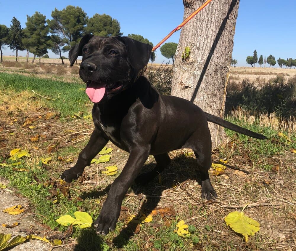 DAKOTA DE KING ZULU 1