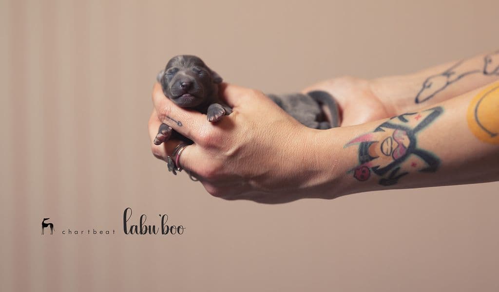 Chartbeat Labu'boo 1