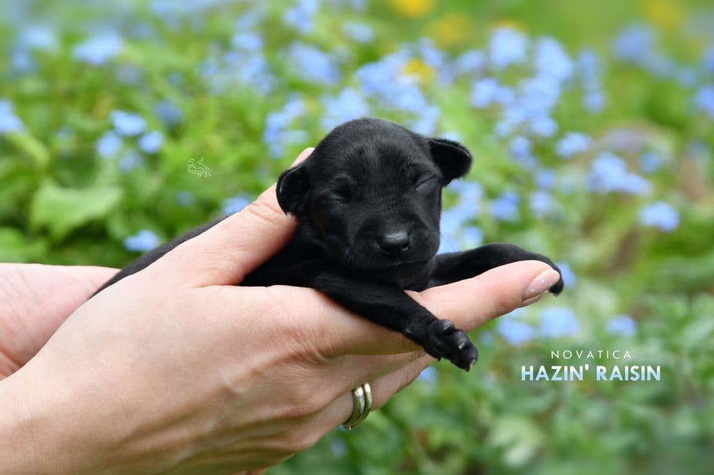 Novatica Hazin' Raisin 1