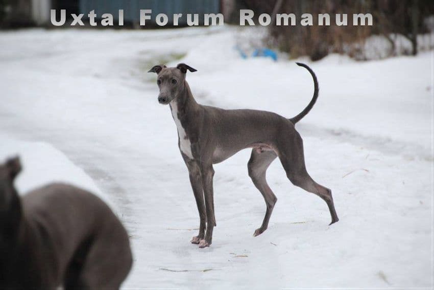 Uxtal Forum Romanum 1