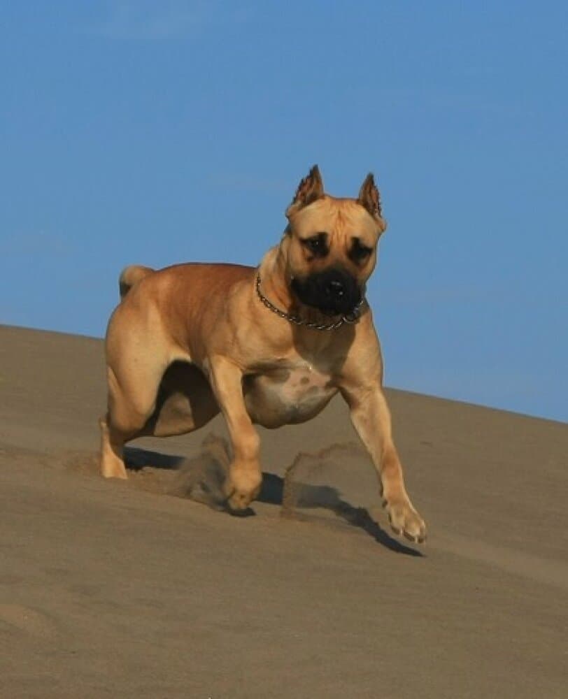 RAMSES DE LAUCCAROS 1