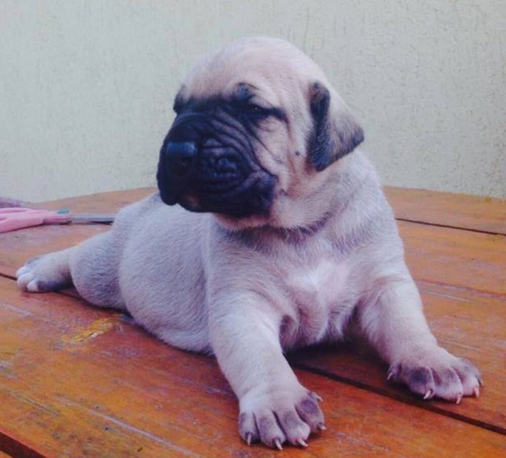 THOR DOG PUR 1