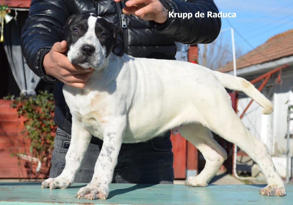 KRUPP DE RADUCA 1
