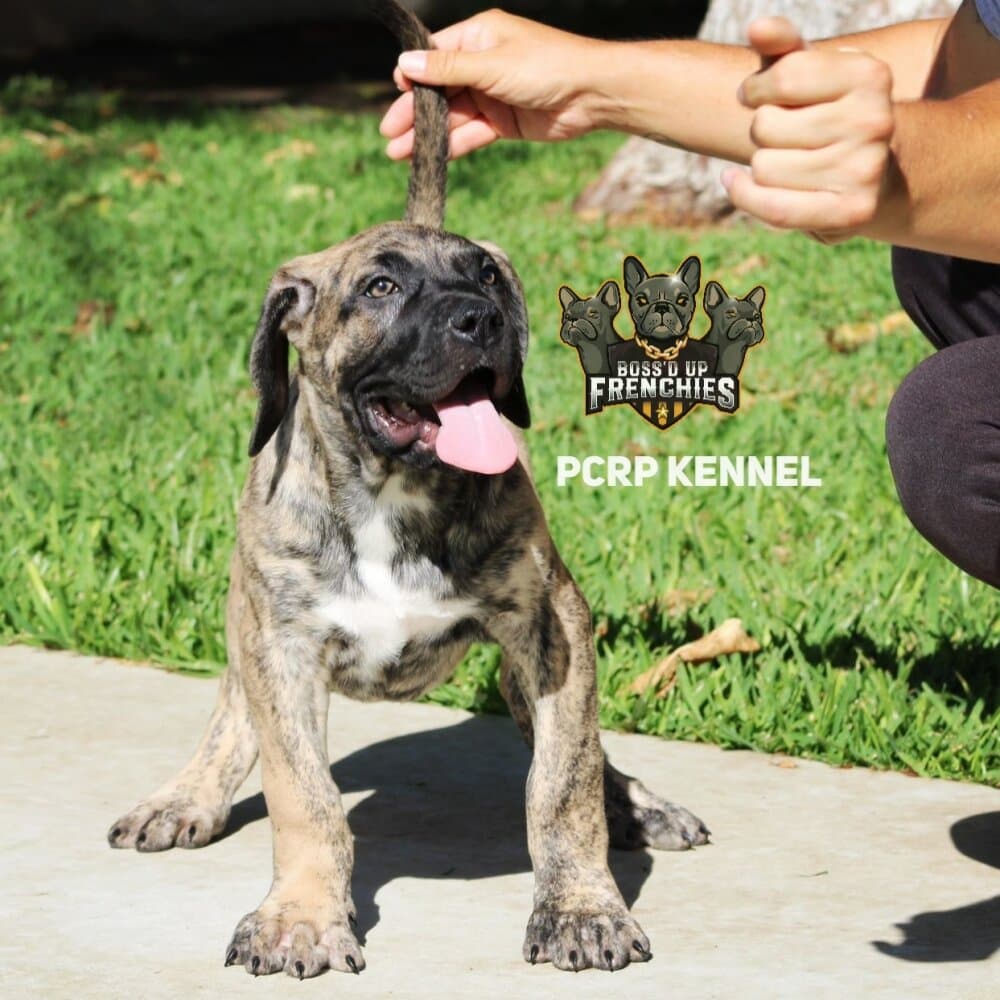 GUAJIRA DE PCRP KENNEL 1