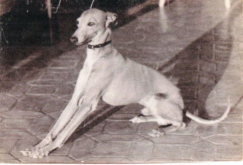 Cupido Springinsfeld (1969) 1
