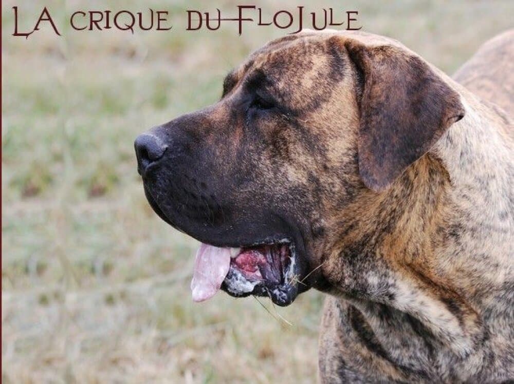 VOLVERINE BALUARTE DE LOS PERROS 1