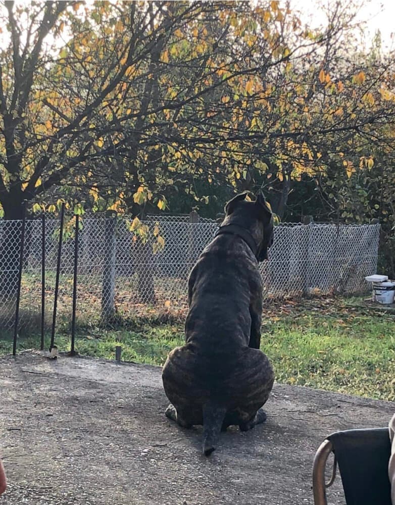 TIA COLOSSUS OF BUKULJA 1