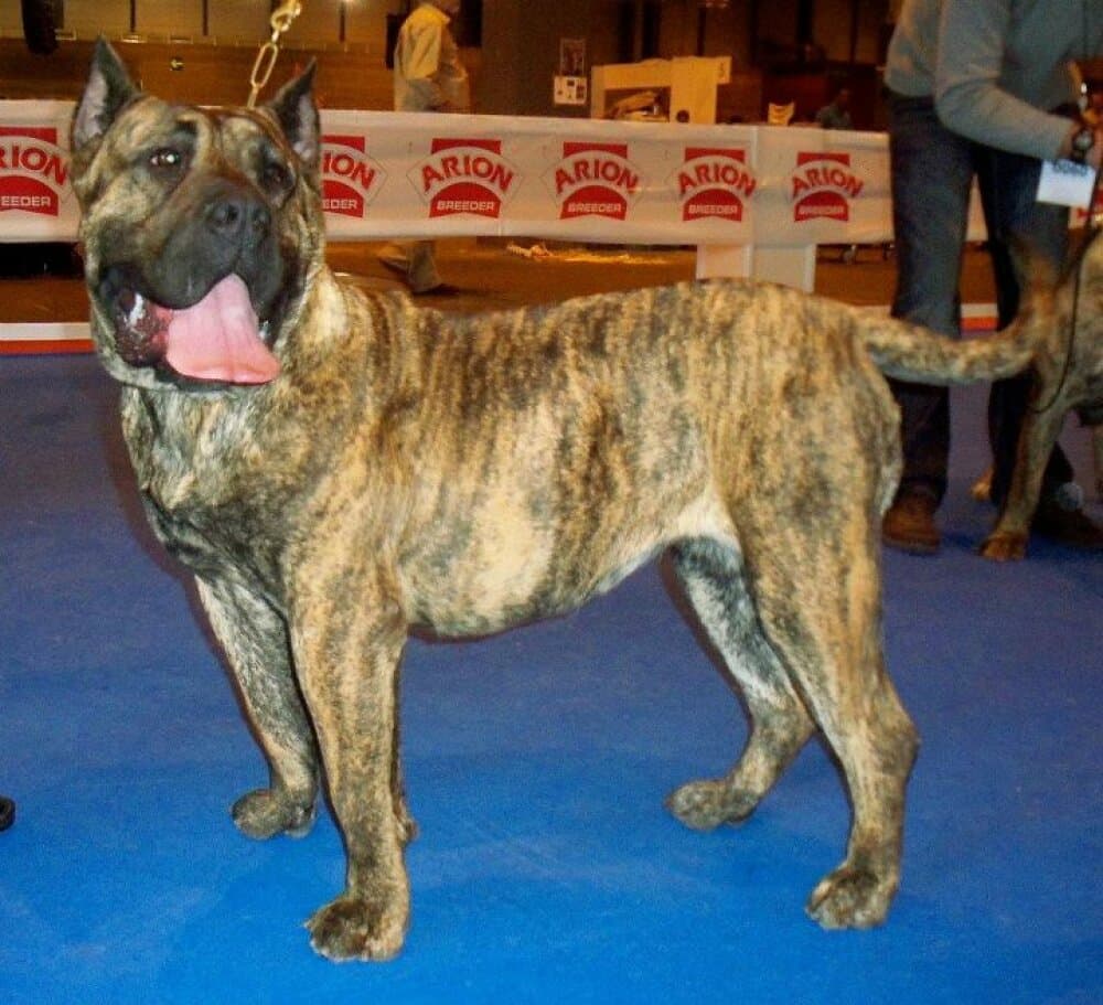 GAIA DE IMPERIAL CAN 1
