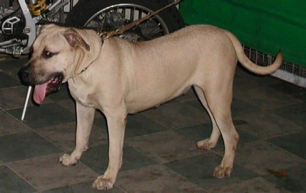 BRANCA EL PERRO DIABLO 1