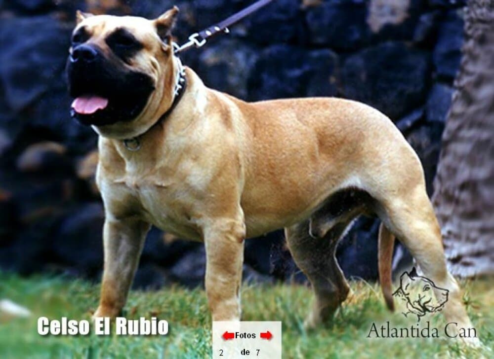 CELSO EL RUBIO DE HARIDIAN 1