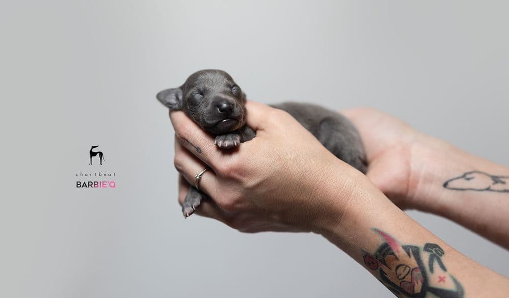 Chartbeat Barbi'Q 1