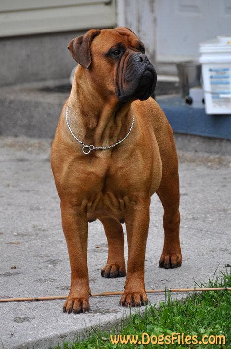 GARROWAY'S BULLSTOCK ROXYROLLER 1