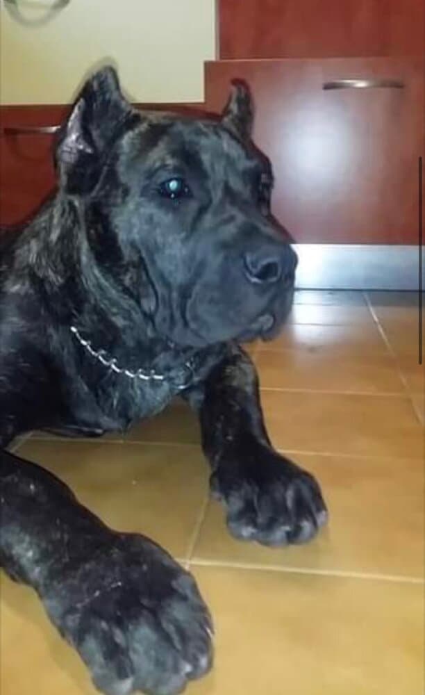 ANUBIS DE LOS MENCEYES 1