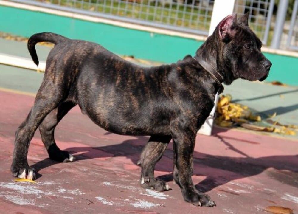 ROMANO DE KING ZULU 1