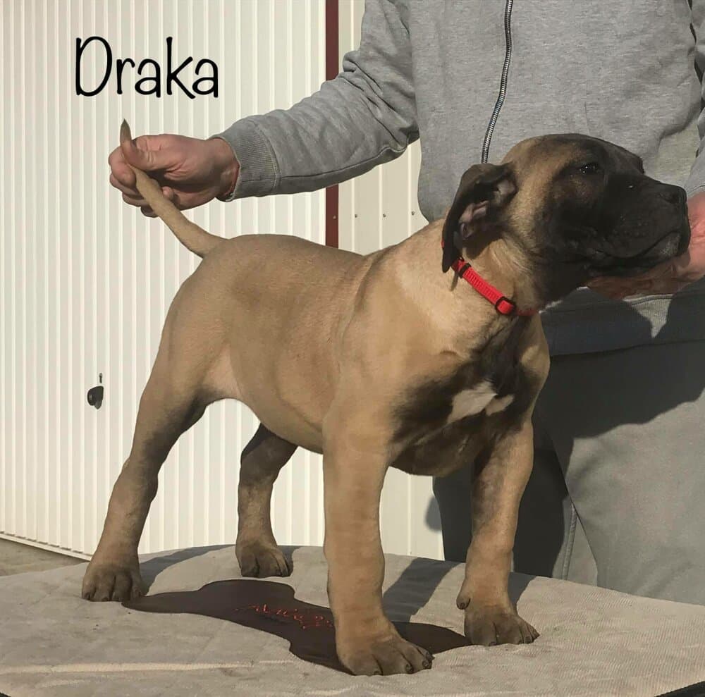 DRAKA DE TIERRA GRANCAN 1