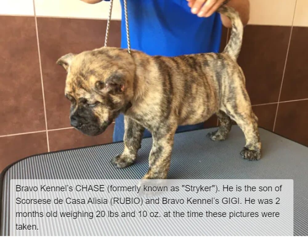 BRAVO KENNEL’S CHASE 1
