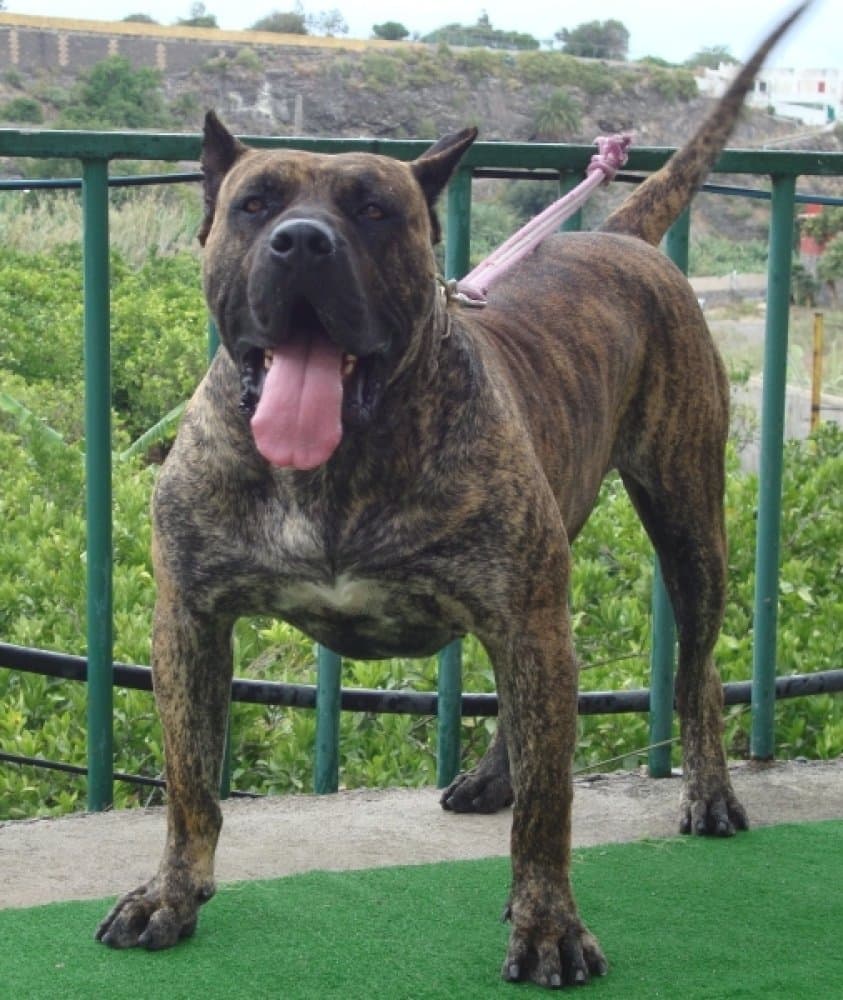 GUANCHE I DE LA JACHA 1