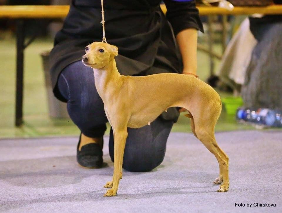 House Of Hounds Anabelle 1