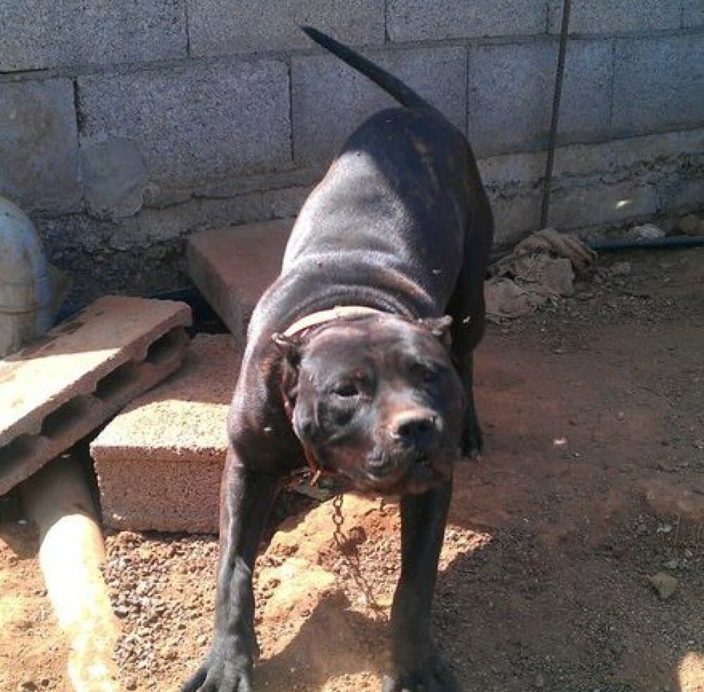YAKO DE PERRO DE LA TIERRA 1