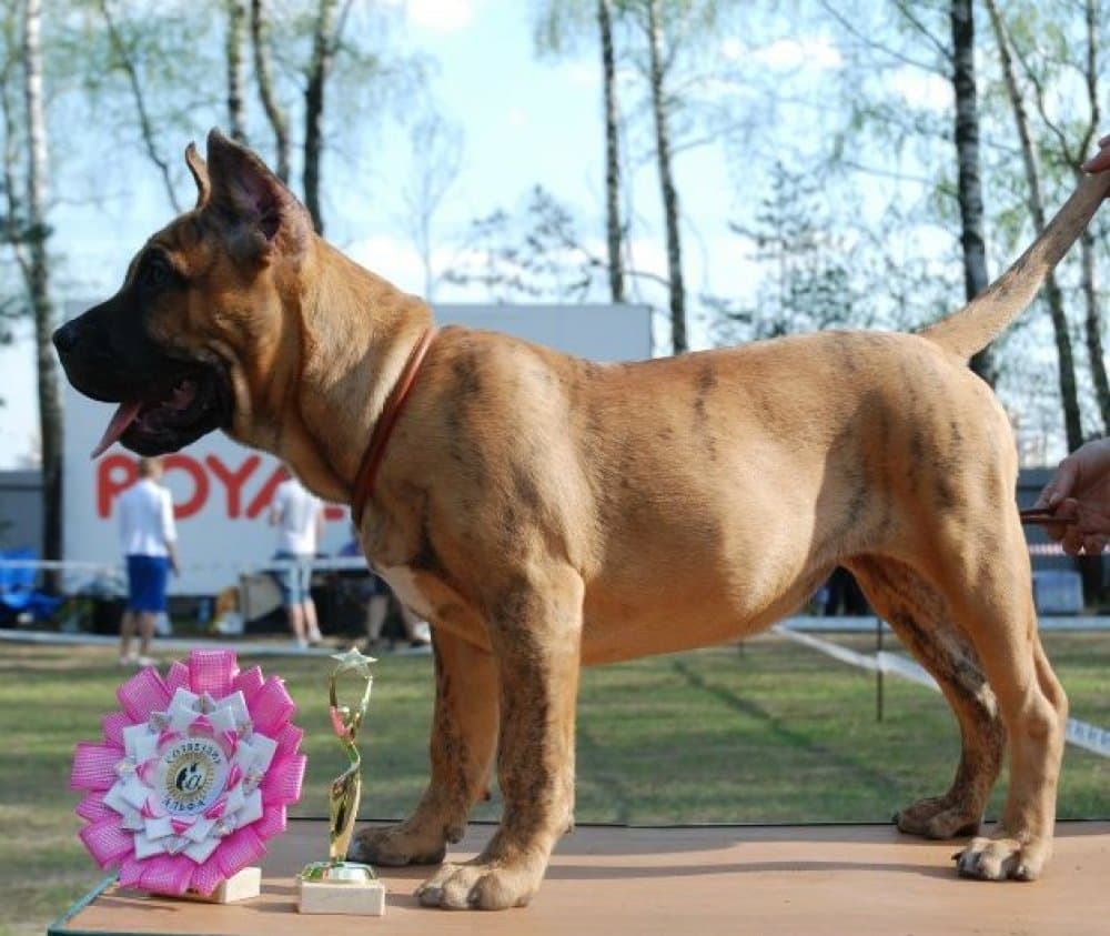 CORSO NONPAREL EMPERATRIZ TIGER 1