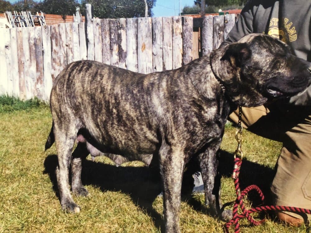 VERóNICA I DE KING ZULU 1