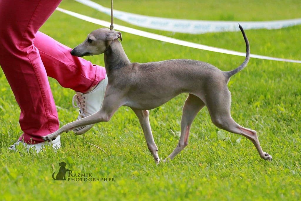 Lady Million Du Domaine De Chanteloup 1