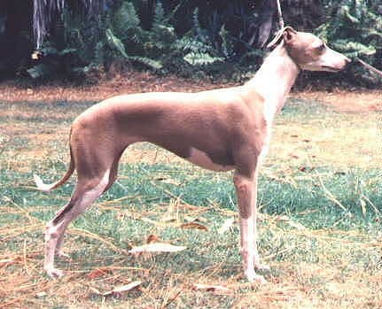 Wondoan Whippoorwill 1