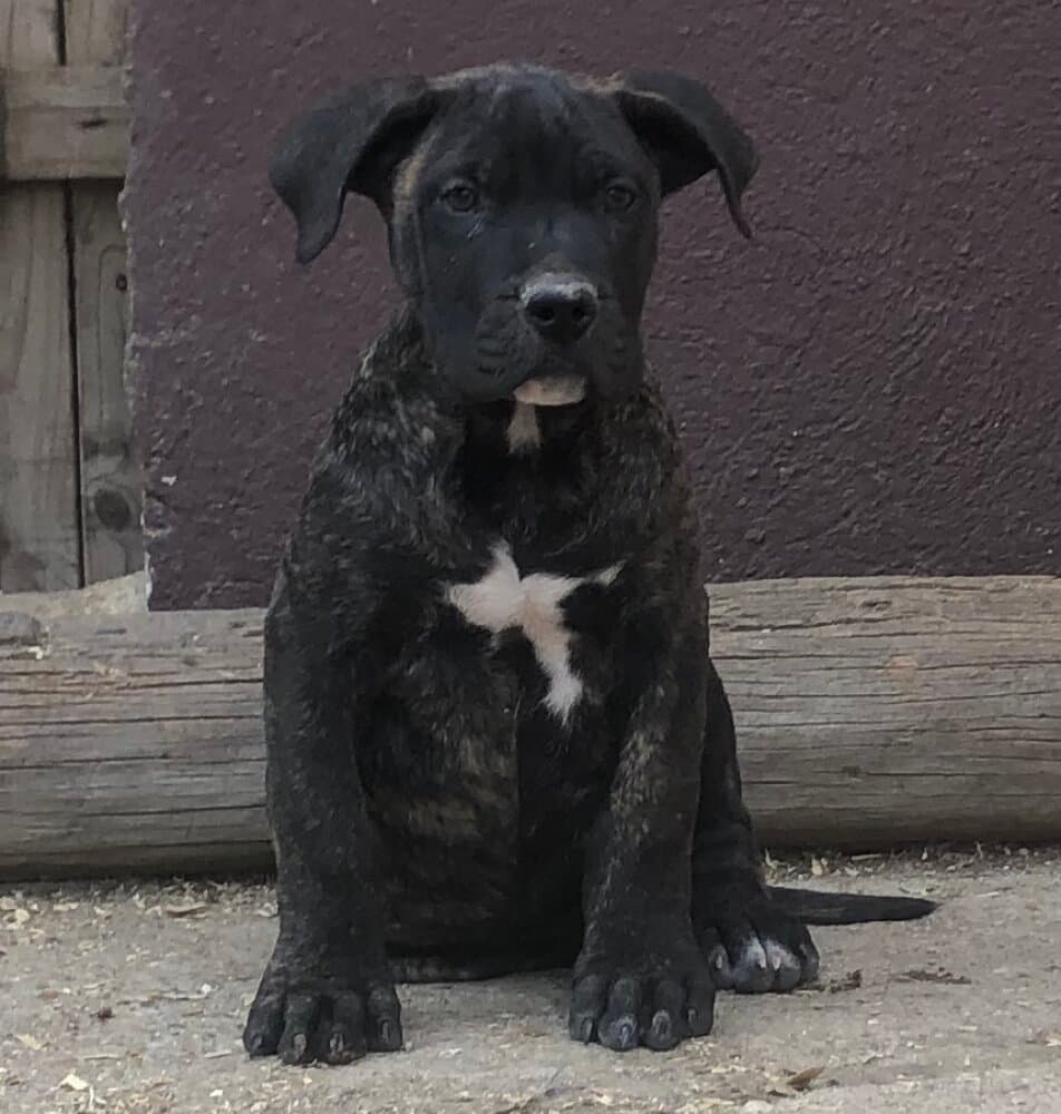 MANOLO DE KING ZULU 1
