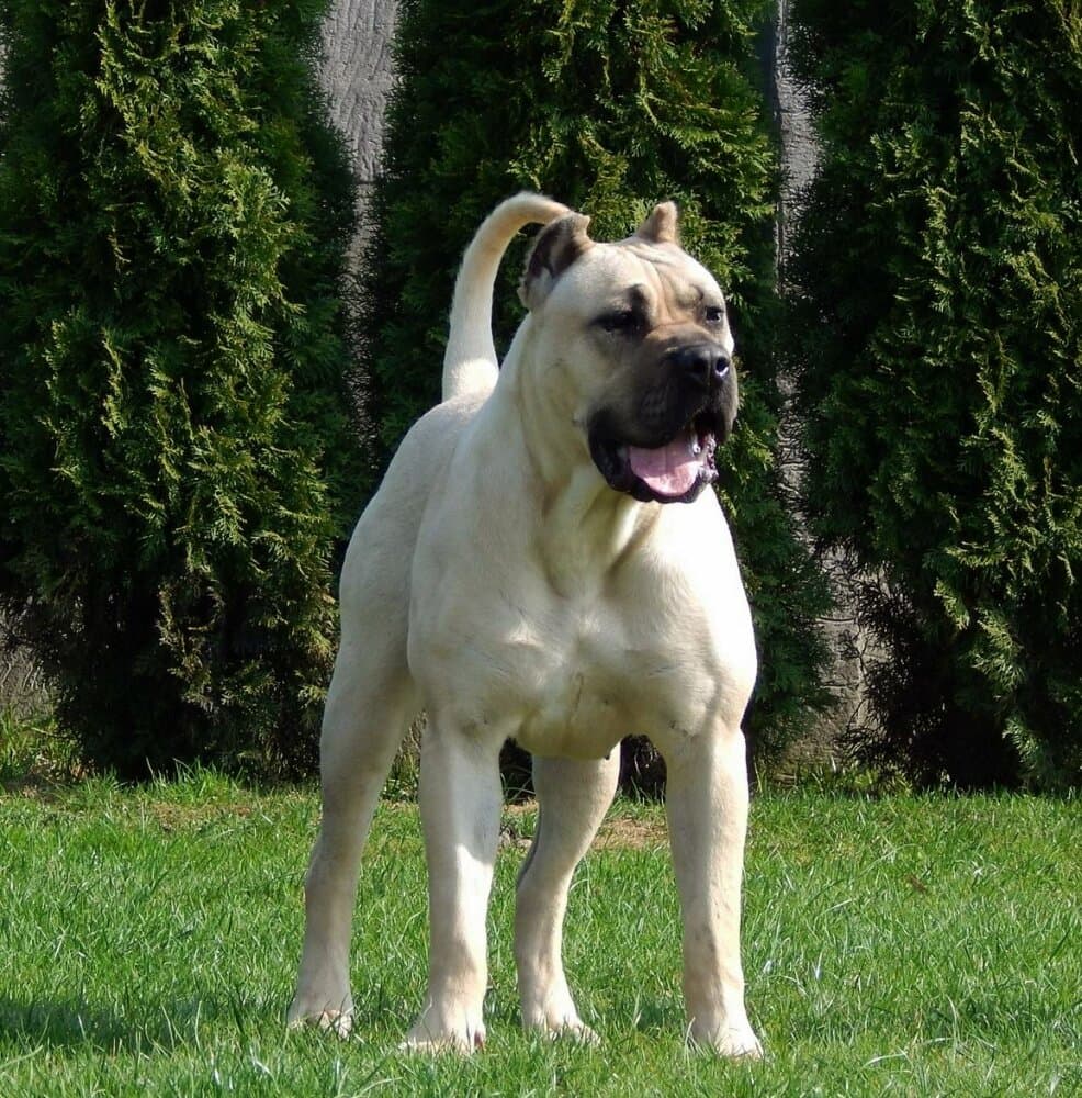 CUBANA CABALLERO CANARIO 1