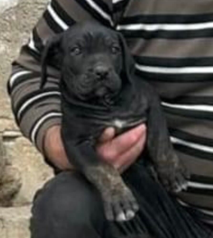 BASILIO II DE KING ZULU “ TIZON “ 1