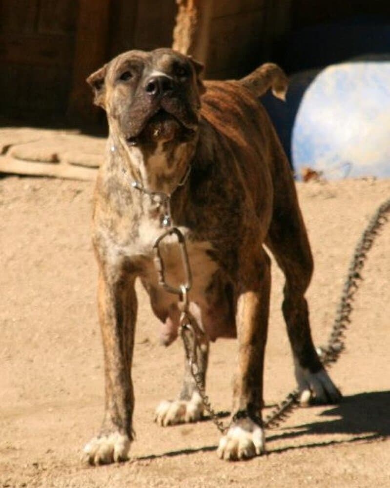 AINHOA DE KING ZULU 1