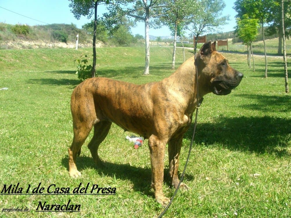 MILA I DE CASA DEL PRESA 1