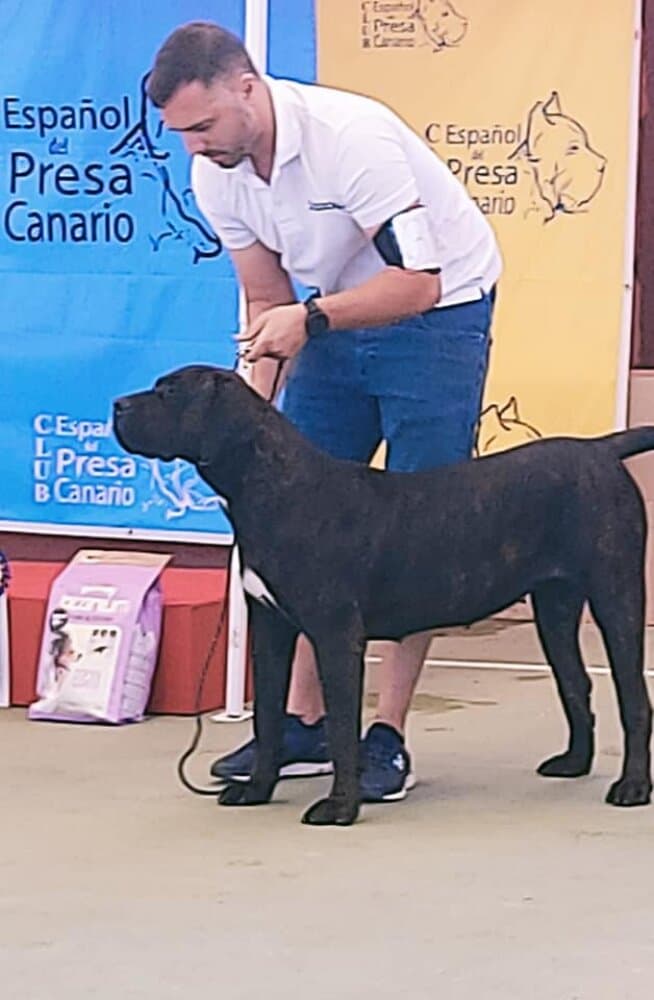BELLA DE BREVIERCAN 1
