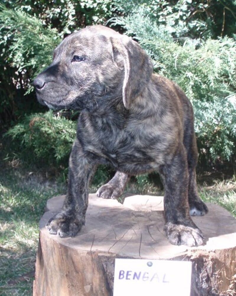 BENGAL ALFA FAMILY DOG 1