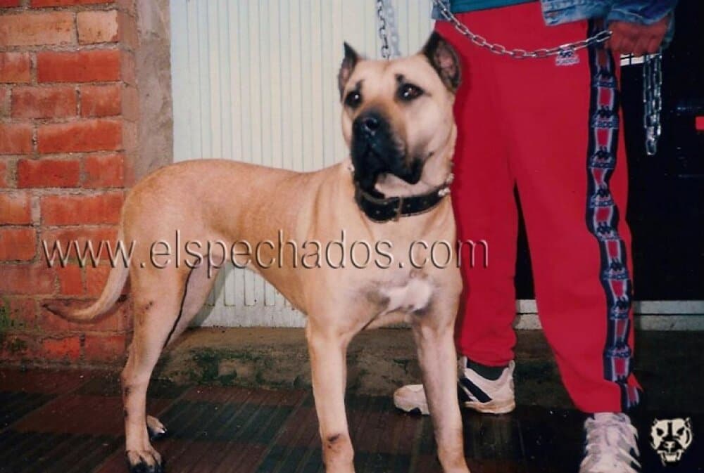 KALI DE ELS PECHADOS 1
