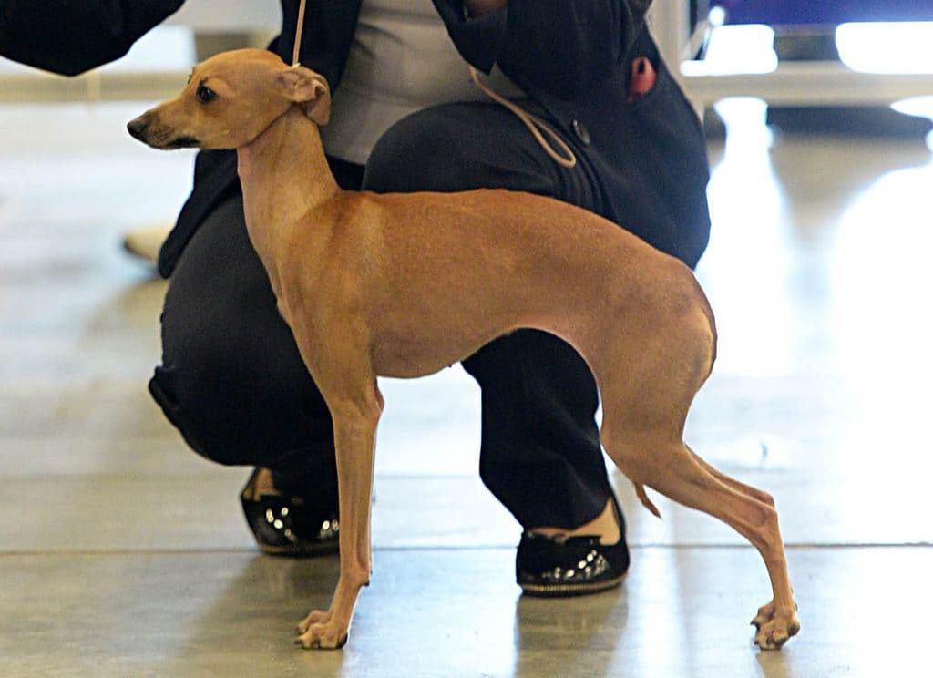 Eledi Grace Nala Mia Gioia D'Oro 1