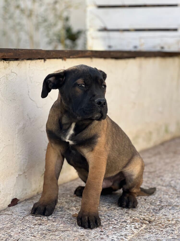 GRIZZLY DE KING ZULU 1