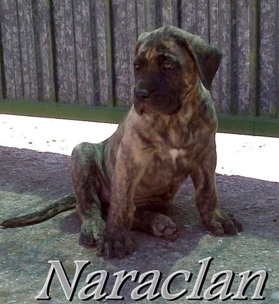 ARAYA DE NARACLAN 1