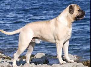 BULHAVEN'S MAESTRO D'AMORE 1