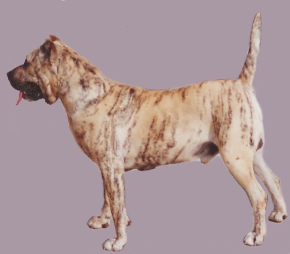 TRISTAN I DE KING ZULU 1