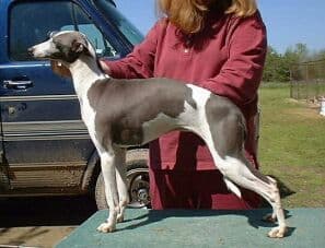 Justa Silver Charm 1