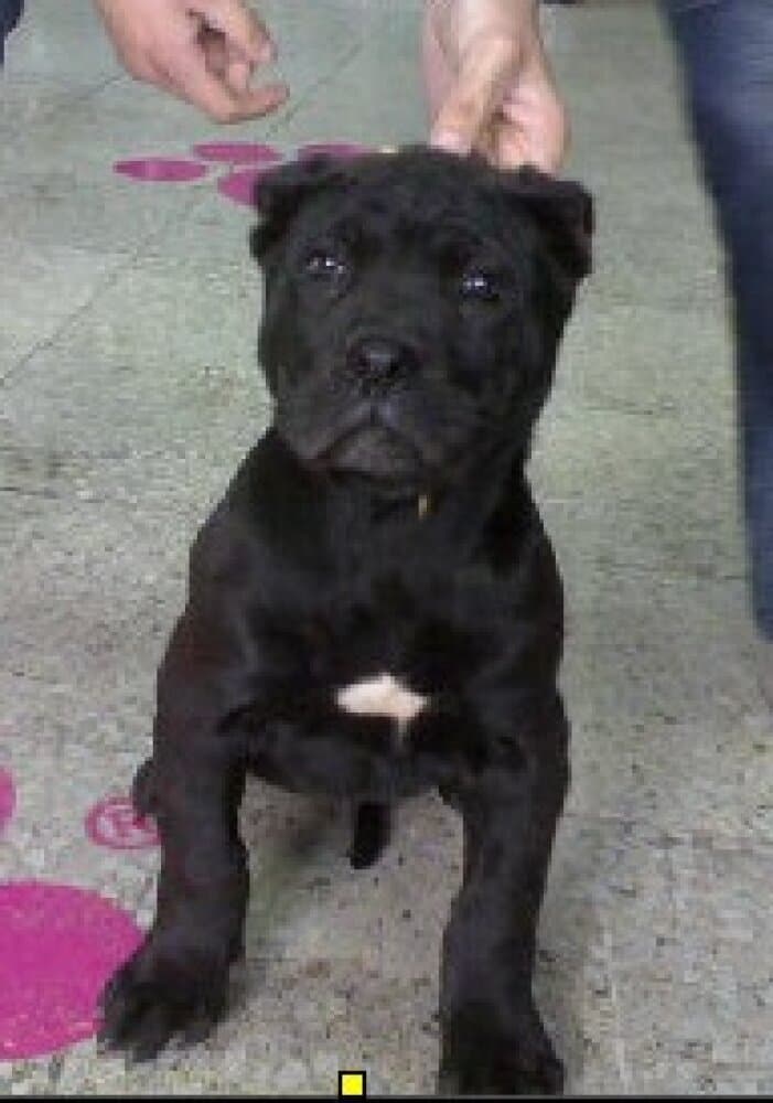 BASILIO DE KING ZULU 1