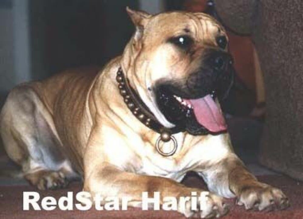 RED STAR HARIF 1