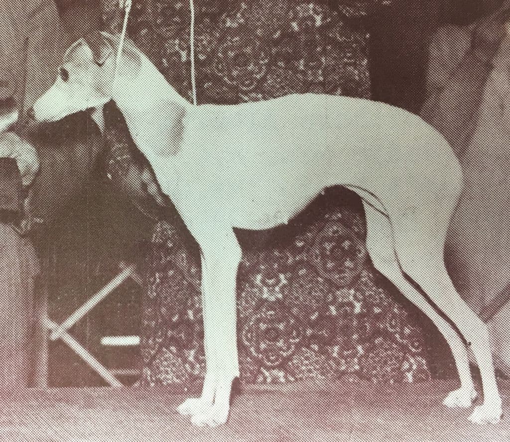 Quillita Of Kashan 1