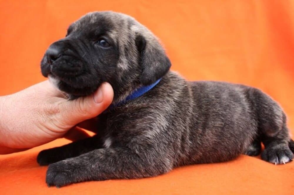 BOSS BULL CANARIO SULTAN 1
